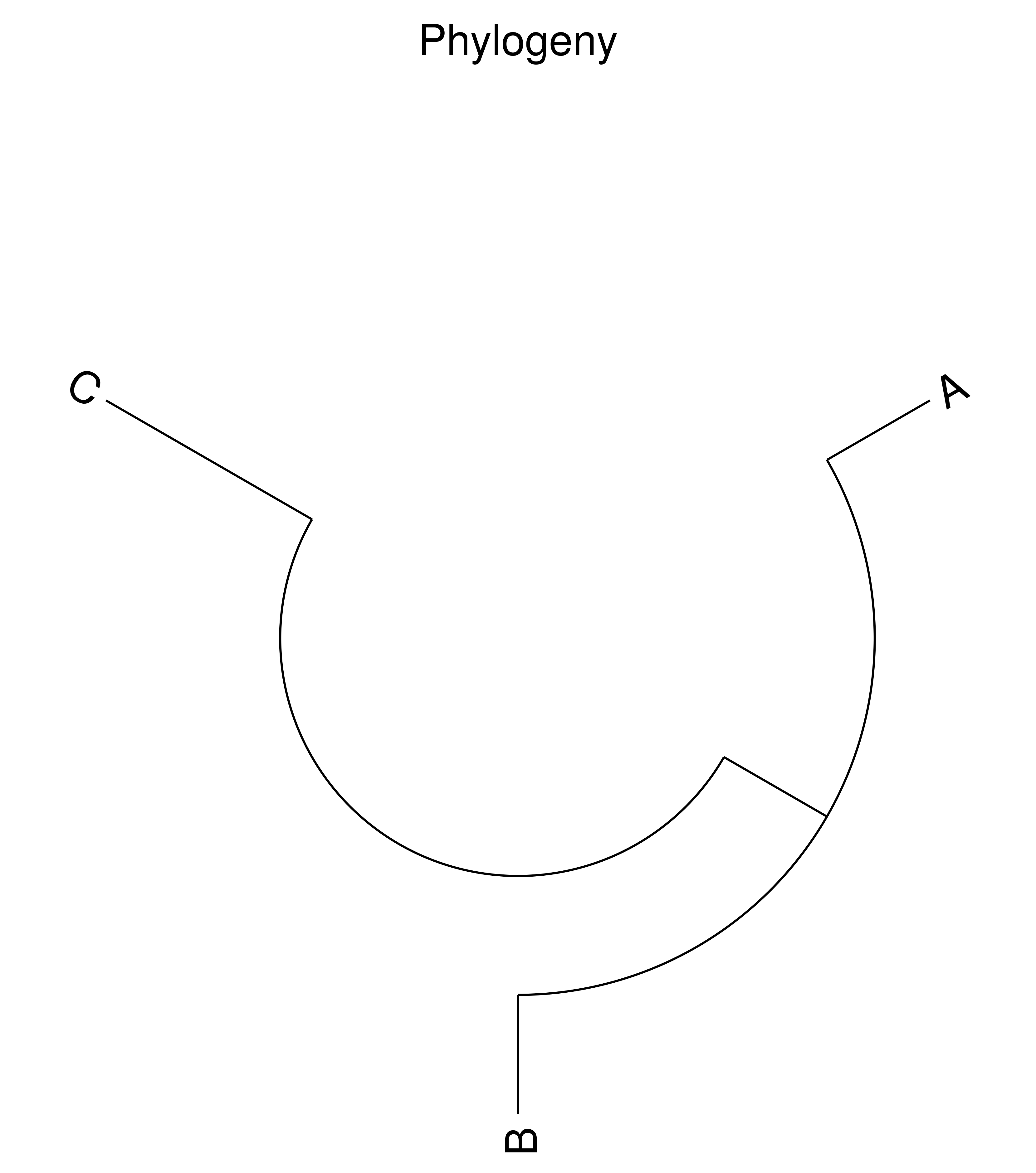 , Phylogeny
